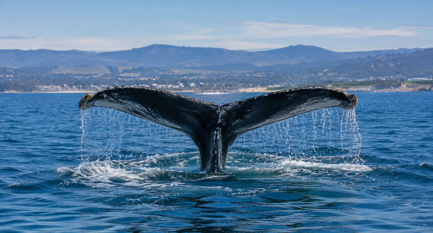 A humpback whale raises its tail flukes before diving in Monterey Bay
