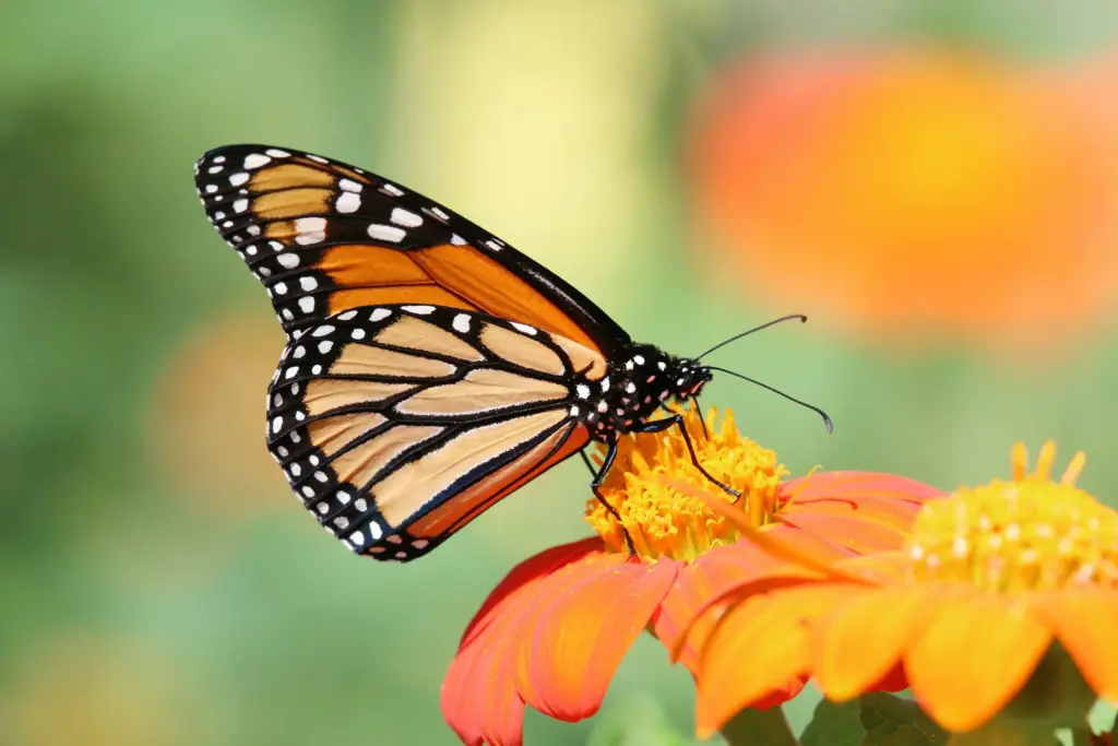 Close-up of a monarch butterfly drinking nectar from orange flowers