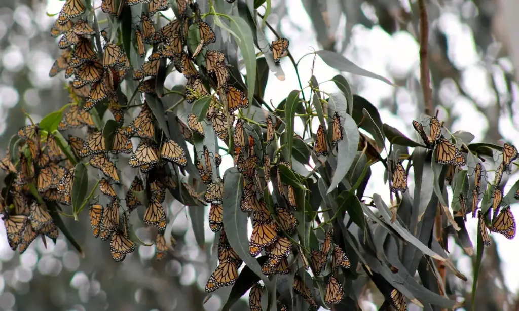 Several monarch butterflies resting and flying among eucalyptus leaves