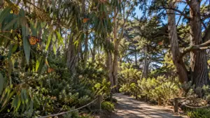 Wooded walking trail beneath eucalyptus and cypress trees with monarch butterflies