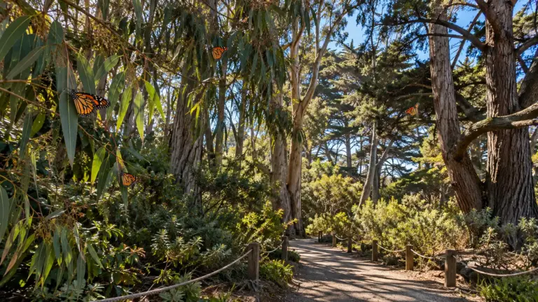 Wooded walking trail beneath eucalyptus and cypress trees with monarch butterflies