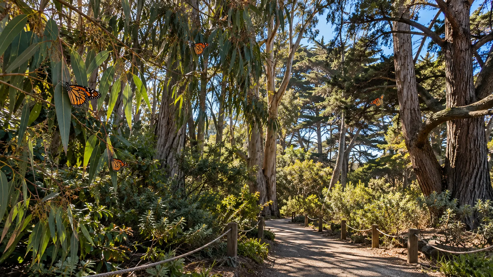 Wooded walking trail beneath eucalyptus and cypress trees with monarch butterflies
